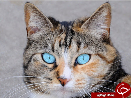 قوی ترین چشم های دنیا