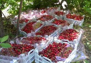 پایان برداشت گیلاس در شاهرود