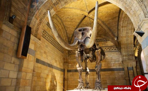 تصاویر روز: از مسابقه پرتاب اره برقی در اسلوونی تا نمایش ماموت آمریکایی در لندن
