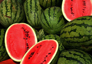 کاشت هندوانه دیم آران و بیدگل ثبت ملی می شود