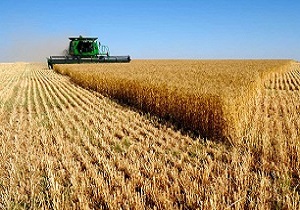 خرید 260 هزار تن گندم از دشت مغان