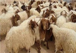 اجرای موفقیت آمیز طرح دوبارزایش گوسفند در ایستگاه اصلاح‌نژاد جعفرآباد مغان