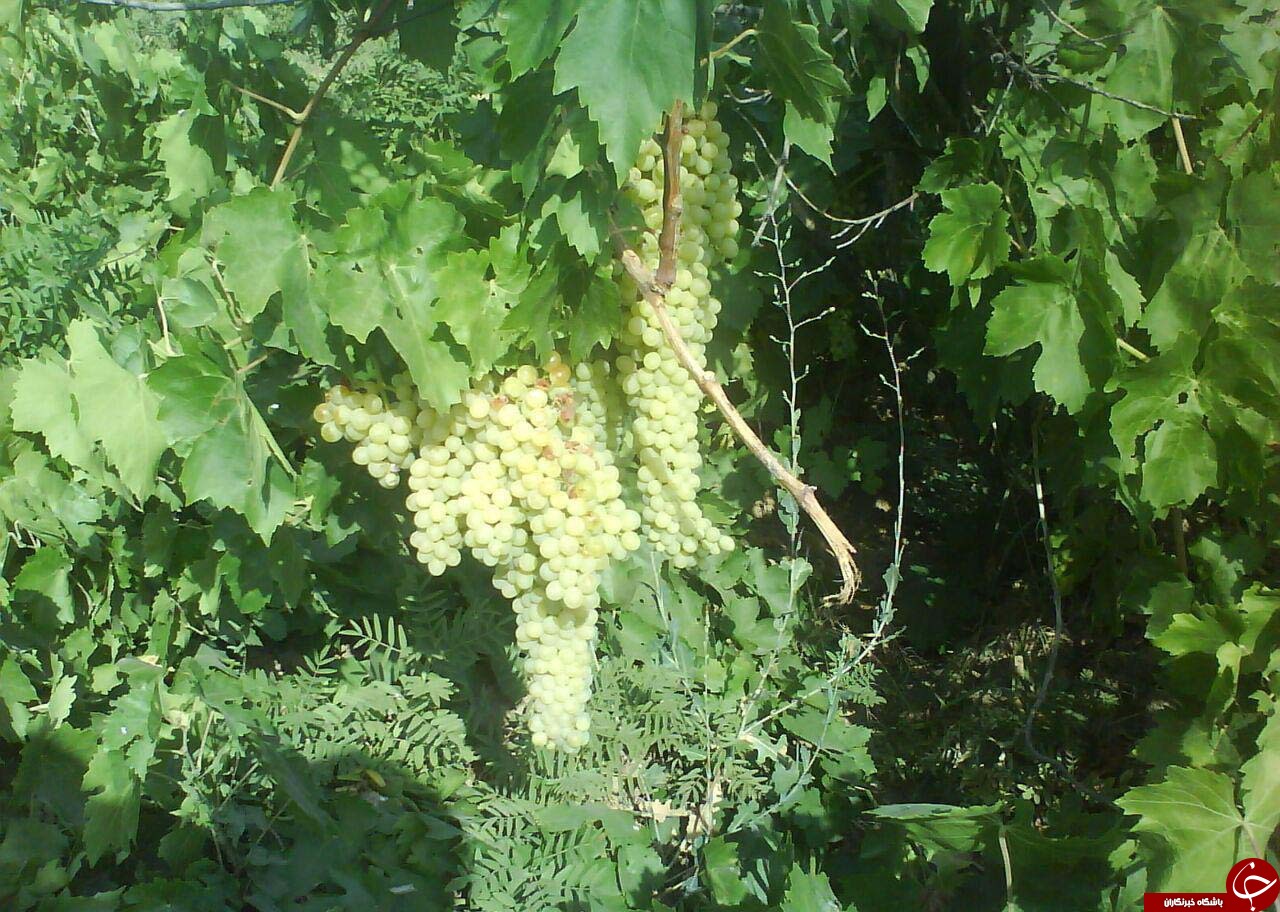تصاویری از طبیعت زیبای روستای &laquo;پری&raquo;