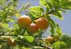 نمایی از درختان زیبای آلو در کاشان + تصاویر