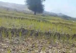 خشکسالی مزارع برنج در ایلام + فیلم