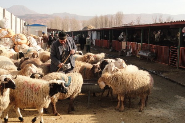 بازرسی بیش از 6 هزار تن طیور در دامپزشکی استان