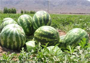 3 هزار هکتار از راضی استان زیر کشت هندوانه