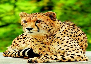 بافق نخستین گزینه برای تکثیر نیمه اسارت یوزپلنگ آسیایی