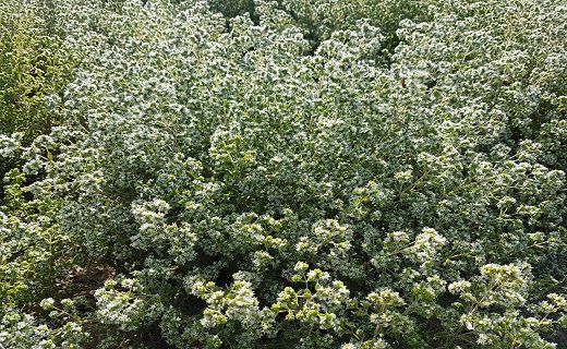 صادرگیاه دارویی مرزنگوش به شهرستان های همجوار وکشورهای حوزه خلیج فارس