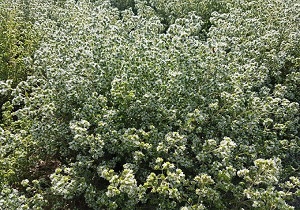 صادرگیاه دارویی مرزنگوش به شهرستان های همجوار وکشورهای حوزه خلیج فارس