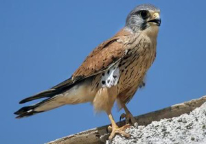 رهاسازی 2 پرنده شکاری در کاشان