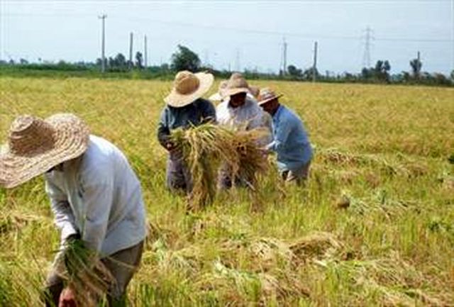 بیش از یک هزار همدانی مشمول بیمه بازنشستگی روستایی می شوند