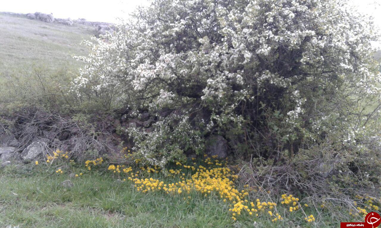جلوه&zwnj;ای از طبیعت زیبا و بی&zwnj;نظیر در نمین + تصاویر