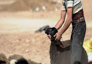 دستگیری سارقان احشام در شهرستان بدره