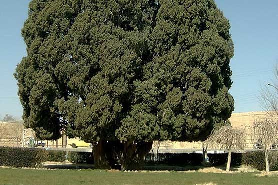 ۱۰ درخت کهنسال در استان‌های البرز و قزوین ثبت ملی شدند