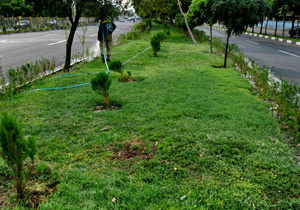 گیاهان کم مصرف در یاسوج جایگزین چمن می شود
