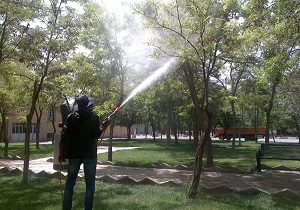 تله های چسبنده جایگزین سم پاشی درختان پارک در اردبیل