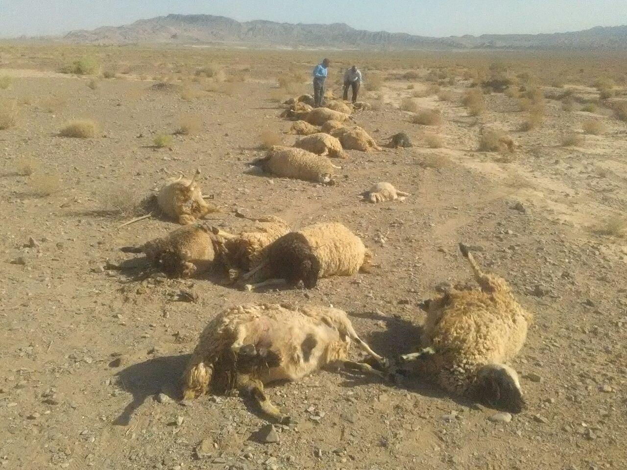 حمله حیوانات وحشی به یک گله دام در راور