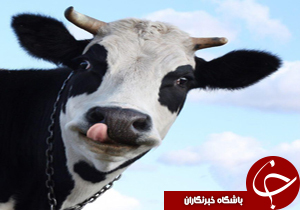گاوها با شنیدن نام خود بیشتر شیر می&zwnj;دهند