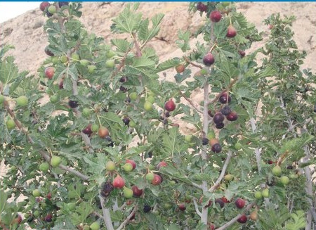 مکی روستای زیبا با انجیرهای وحشی