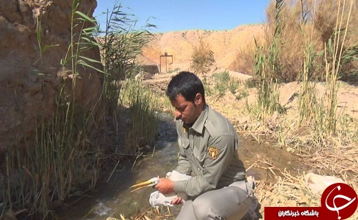 رهاسازی دو قطعه پرنده در طبیعت سمنان + تصویر