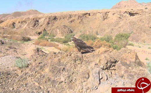 رهاسازی دو قطعه پرنده در طبیعت سمنان + تصویر