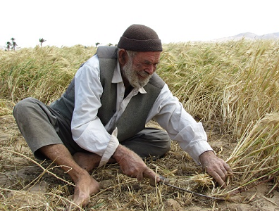 پیگیری باشگاه خبرنگاران جوان استان زنجان در خصوص مشکلات کشاورزان خسارت دیده از حوادث غیر مترقبه