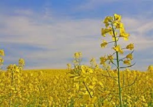 برداشت  دانه های روغنی کلزا در کردستان