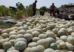 فعالیت بیش از 100خانوار روستایی ابرکوه در زمینه تولید طالبی