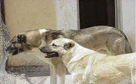 بازداشت ۲۱ داعشی در مشهد/کنترل مرزها در اربعین بیشتر می شود/آتش جنگل های مینودشت مهار شد/مرگ یک کودک در حمله سگ ها
