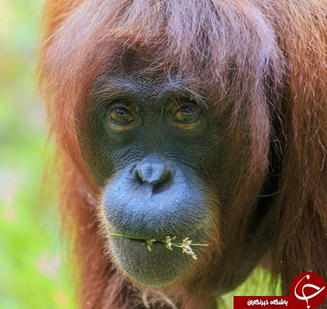 گونه&zwnj;های جانوری در حال انقراض را بشناسید+تصاویر