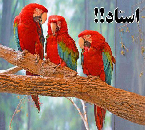 روایت جالب ضرغامی از برخی استادهای پرقیمت و کم هنر! + عکس