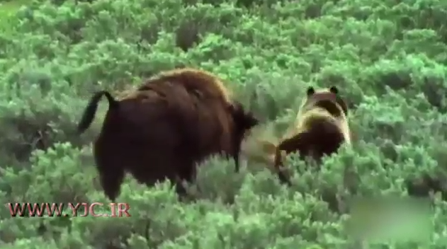 لحظه شکار خرس
