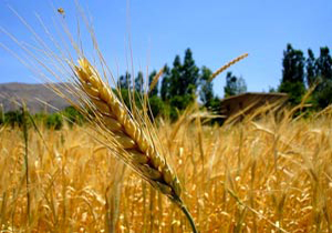 کشاورز بوکانی ،گندم کار نمونه دیم در آذربایجان غربی