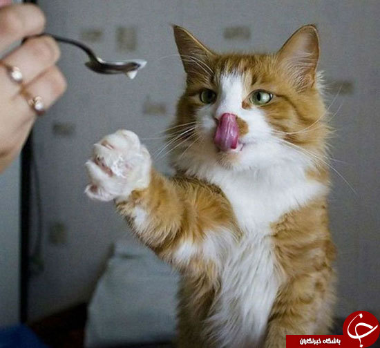 شکار صحنه&zwnj;های جالب از گربه&zwnj;ها در بهترین زمان ممکن