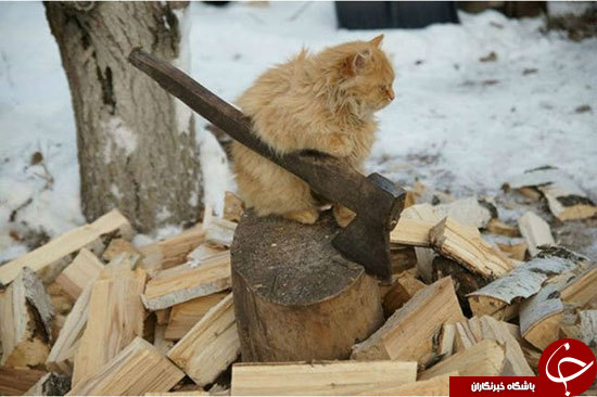 شکار صحنه&zwnj;های جالب از گربه&zwnj;ها در بهترین زمان ممکن