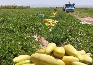 خربزه بشاگرد در راه بازار