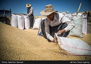 کاهش 20 هزارتنی تولید گندم در کامیاران