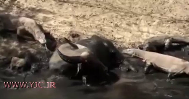 شکار بوفالو توسط اژدها کومودو