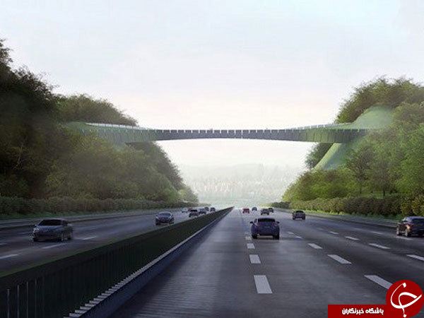 ساخت پلی بین دو کوه، برای عبور امن حیوانات