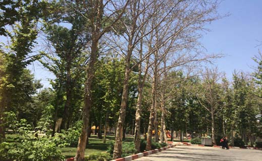نابودی درختان تنومند در البرز + فیلم
