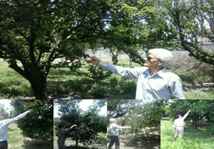 مبارزه ۴۰ هکتاری بیولوژیکی در باغات آمل