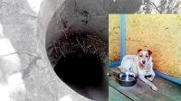 سگی که ۳سال در چاه زنده ماند