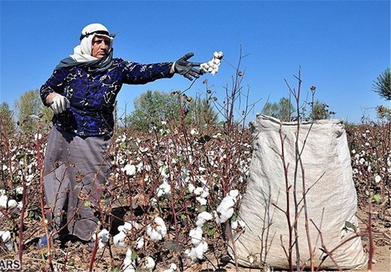 پیش بینی افزایش ۱۲ درصدی تولید وش پنبه در سال جاری