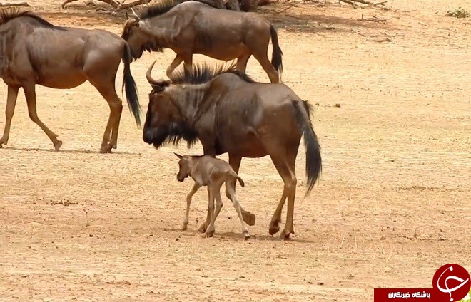 گوساله گمشده هیوندا را با مادرش اشتباه گرفت