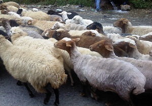 اجرای طرح رایگان سمپاشی دام‌ در سرخه