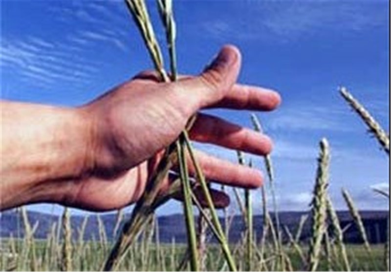 چتر بیمه برای کشاورزان بالای ۵۰ سال