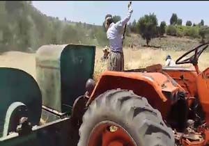 دانه‌گیری گندم در روستای «کانی‌بید» + فیلم