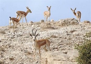 خراسان جنوبی،زیستگاه 200 رأس آهو