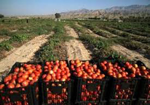 رهاسازی زنبور به مزارع گوجه فرنگی بجنورد